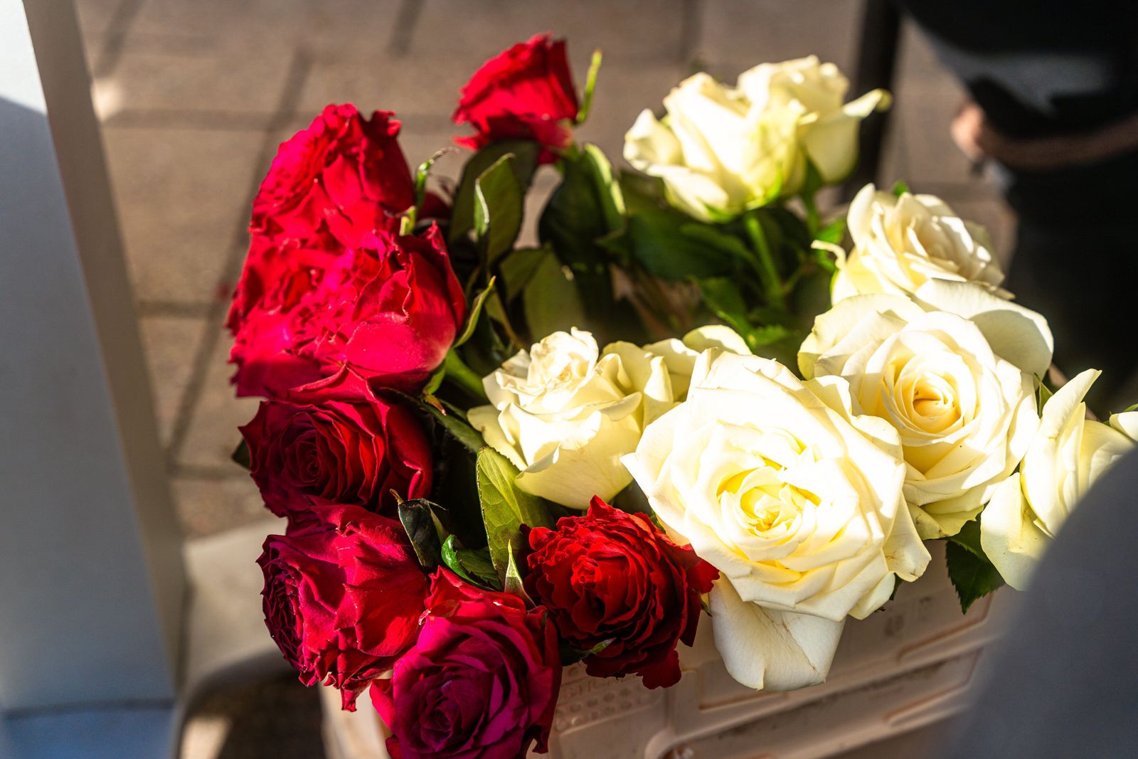 Rote und weiße Rosen im Abendlicht